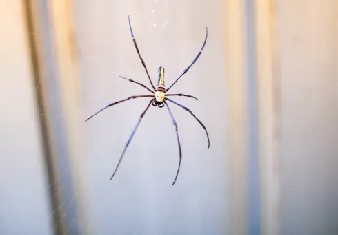 Araignée sur sa toile