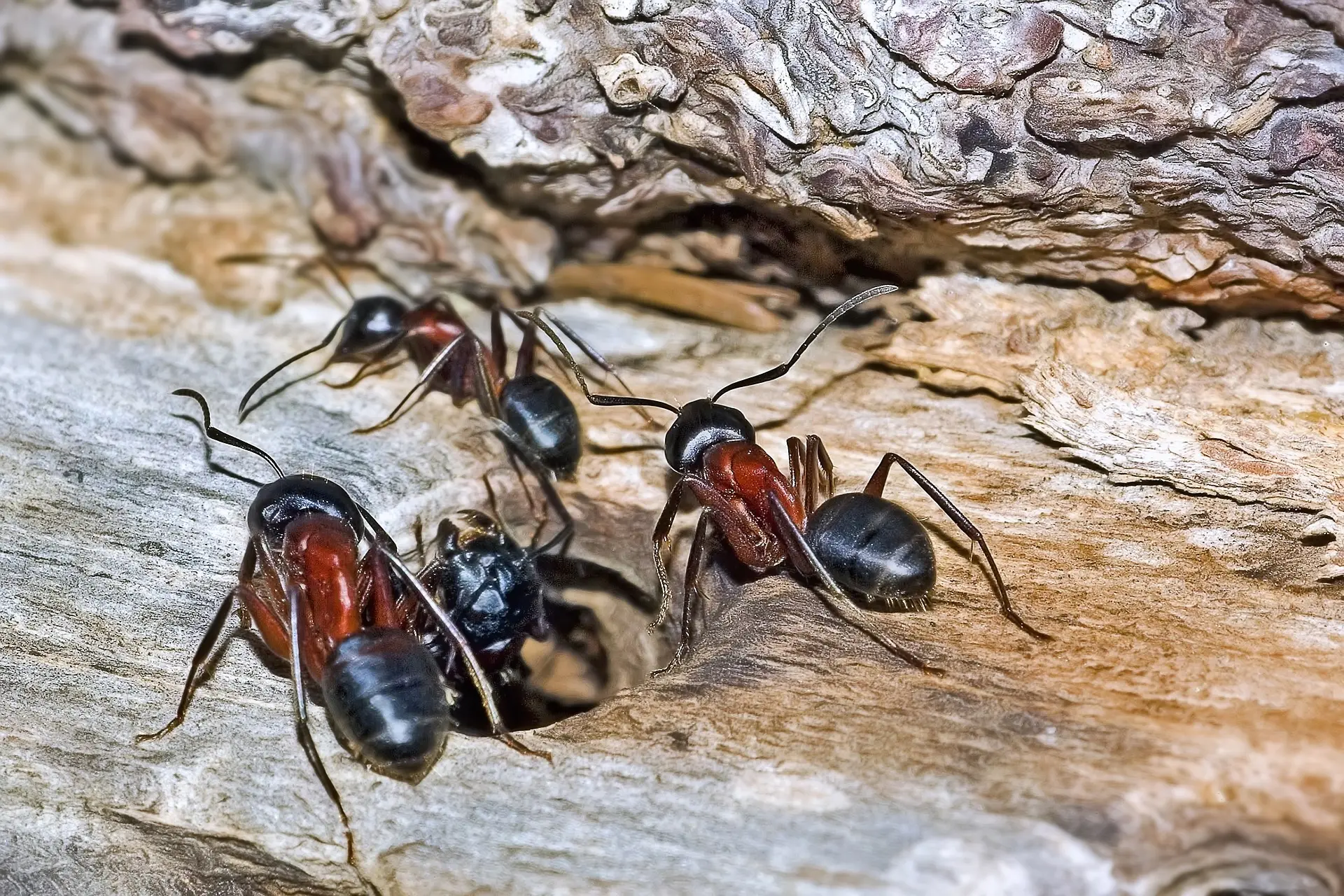 Colonie de fourmis charpentières sur du bois