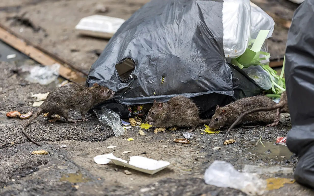 Rats près de déchets — risque sanitaire en environnement urbain