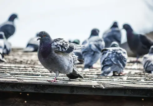 Pigeons posés sur un toit